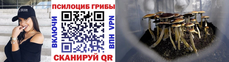 Купить где  Верхний Уфалей  Псилоцибиновые грибы Psilocybe 